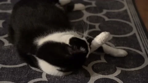 Cat Grooming Itself (4k) 스톡 동영상 154436159