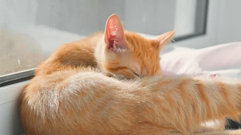 A cat is grooming itself in a bright area near a window. It rolls and stretches, Stock Footage 344674775