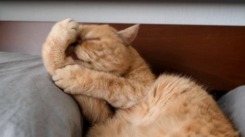 Cat grooming itself Video stock 125911535