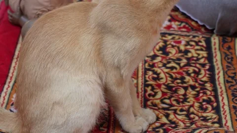Cat grooming itself by licking 스톡 동영상 326308471
