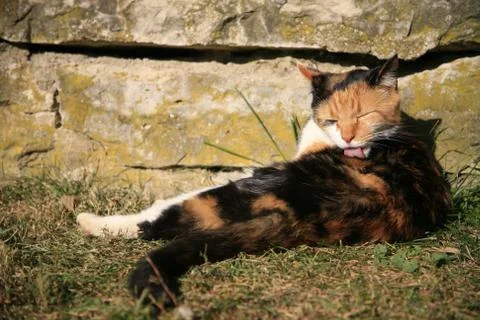 Cat grooming itself Stock-Fotos