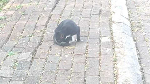 Cat Grooming Itself on Sidewalk Stockbeeldmateriaal 340604687