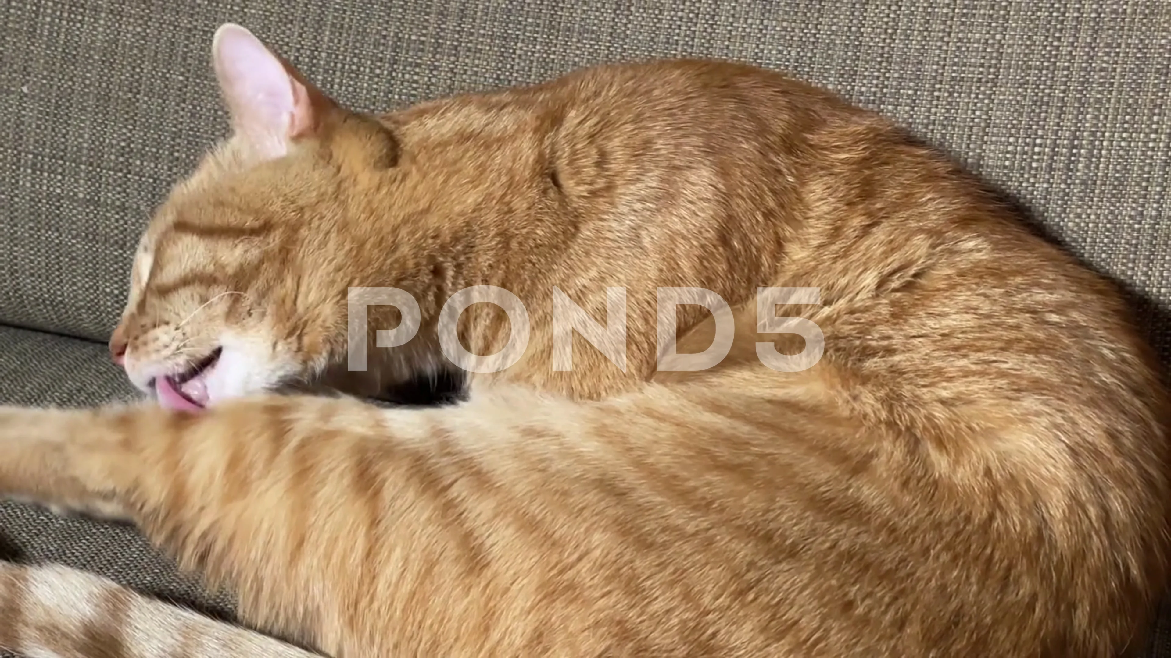 cat grooming self licking fur on side Stock Video Pond5