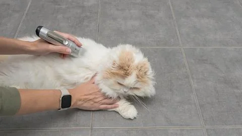 Cat grooming session with a person using a grooming tool on a fluffy white cat Stock Photos