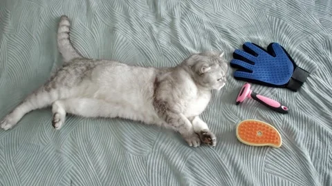Cat grooming session with tools shown in home setting during daytime.  cat li Stock-Footage 336670632