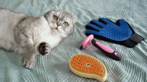 Cat grooming session with tools shown in home setting during daytime.  cat li Stock-Footage 336670636