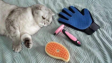 Cat grooming session with tools shown in home setting during daytime.  cat li Stock-Footage 336670650