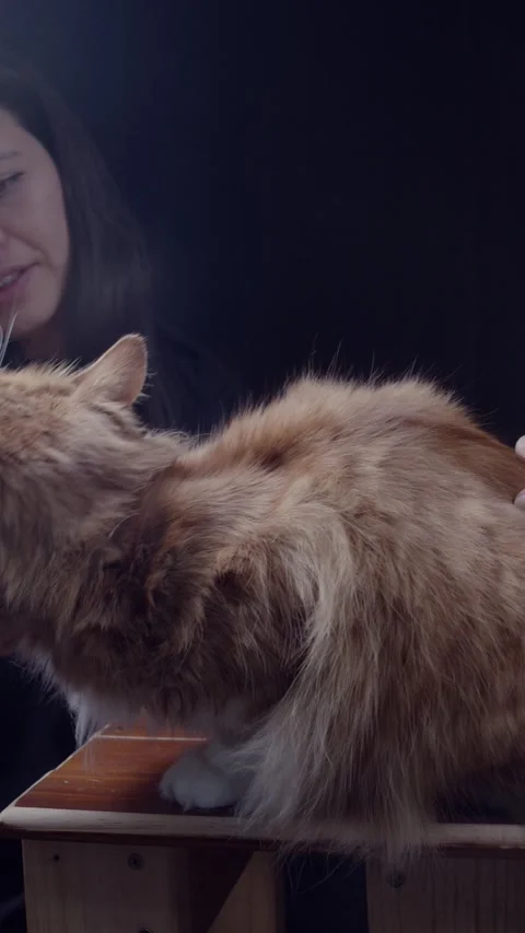 Cat Grooming Session in Vertical Format Stock Footage 321517583