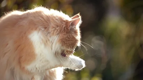 Cat grooming in sunlight Stockbeeldmateriaal 128707124