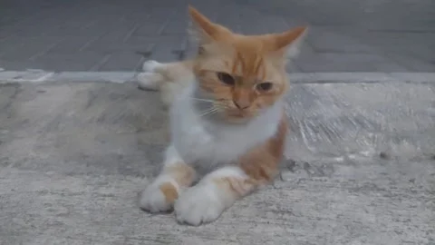 Cat on the Ground Investigating Stock Footage 283259056