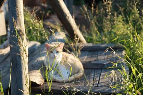 Cat on the ground Stock Photos