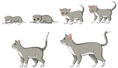 Cat growth stage on white background Stock Illustration