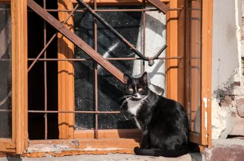 Cat at grunge window Stock Photos