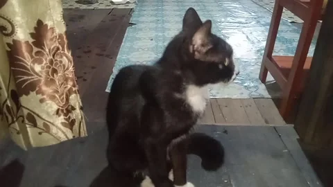 Cat on guard Stock Footage 309062486