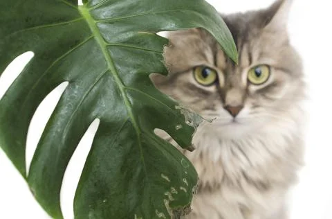 Cat guilty look, green leaf plant Stock Photos