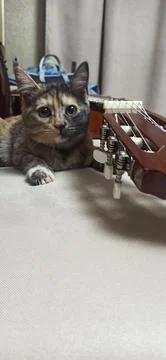 Cat with guitar Foto stock