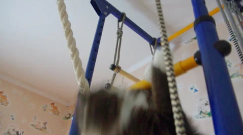 Cat  gymnast Stock Footage 34310466