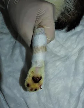 Cat had a bed sore on her foot. The wound was treated and bandaged daily Stock Photos