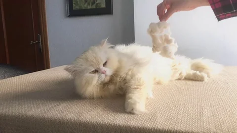 Cat Hair Video stock 100372616