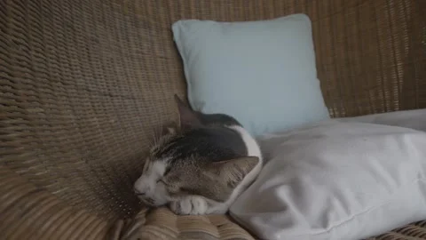 Cat in hammock Stock Footage 257387535