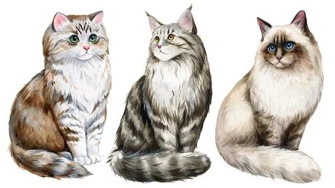 Cat hand drawing on an isolated white background. Animal watercolor illustration Stock Illustration
