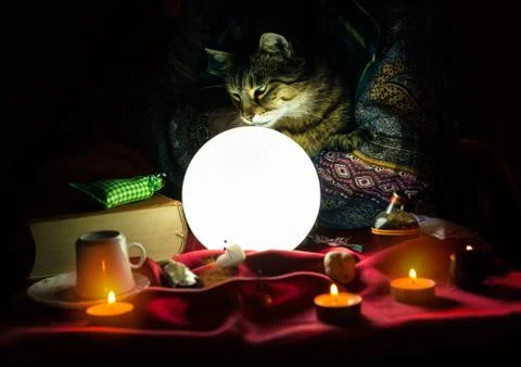 Cat in hand of fortune teller Foto stock