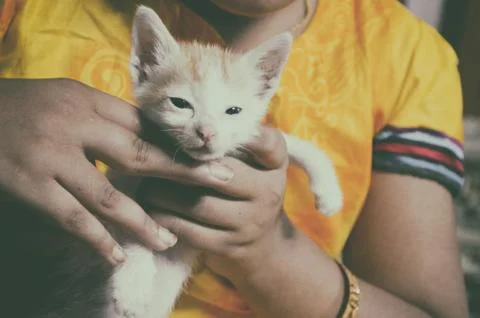 Cat on hand Stock Photos