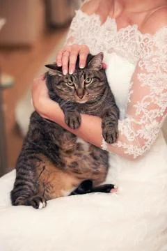 Cat in the hands of bride Stock Photos