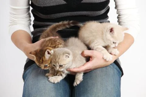 Cat in hands Stock Photos