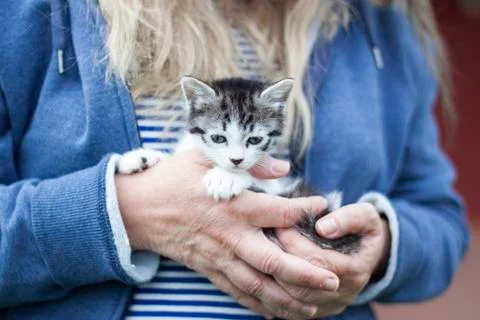 Cat hands Stock Photos