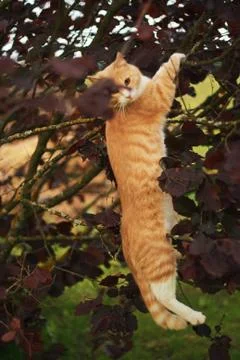 Cat hanging in the tree Foto stock