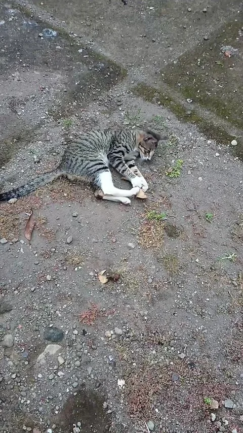 Cat is Happily Playing Alone Stock Footage 312270006
