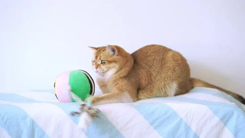 Cat happy and play ball on table in living room Stock Footage 257541608