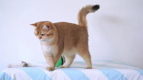 Cat happy and play ball on table in living room Stock Footage 257541622