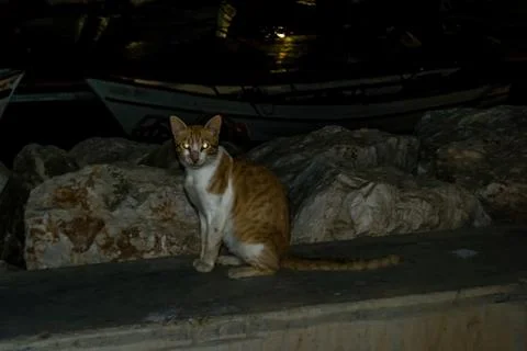 Cat in a harbor Stock-Fotos