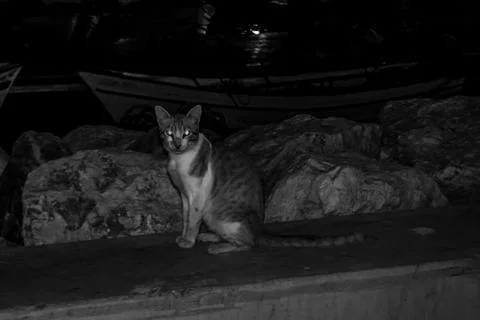 Cat in a harbor Stock Photos