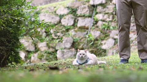 A cat in a harness and on a leash refuses to walk with his owner Stock Footage 249937231