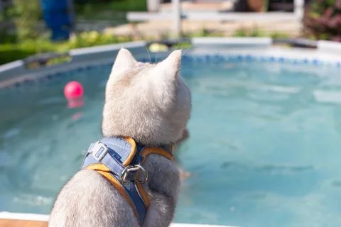 Cat with harness observing backyard pool on sunny day Stock Photos