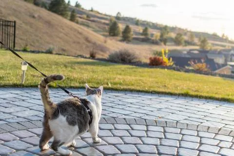 Cat on a harness Stock Photos
