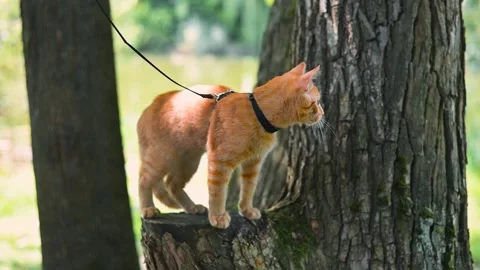 A cat on a harness stands on a tree branch while looking around its surroundings Stock Footage 345876756