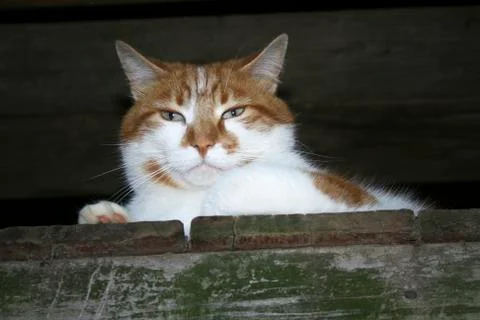 Cat - harrington 写真素材