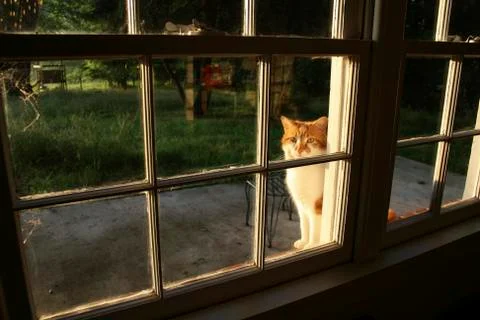 Cat - harrington in the window Stock Photos