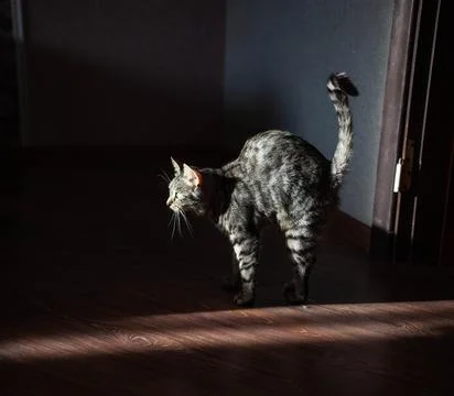 The cat has arched its back and is looking at the sun Stock Photos