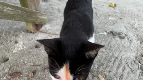A cat that has black and white fur Video stock 284913688