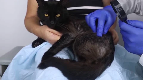 Cat has fur problem. Bald patches and dermatitis. Subcutaneous tick, demodicosis Stock Footage 203496313