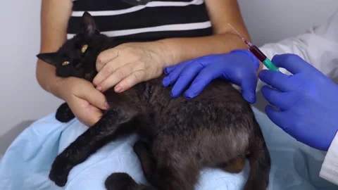 Cat has fur problem. Bald patches and dermatitis. Subcutaneous tick, demodicosis Stock Footage 203496353