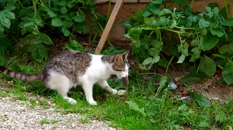 Cat has the mouse in mouth Stock Footage 40665390