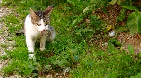 Cat has the mouse in mouth Stock Footage 40665463