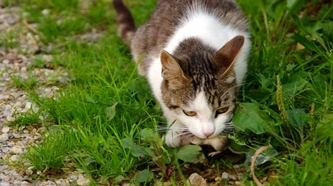 Cat has the mouse in mouth Stock Footage 40665594