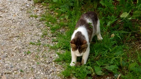Cat has the mouse in mouth Stock Footage 40665625